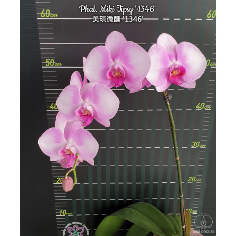 【pharfaite】レーリミメイデン Орхiдея Phal. Miki Tipsy 1346 - купити, доставка Україна